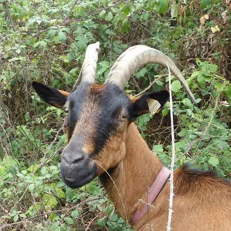 Coqueno